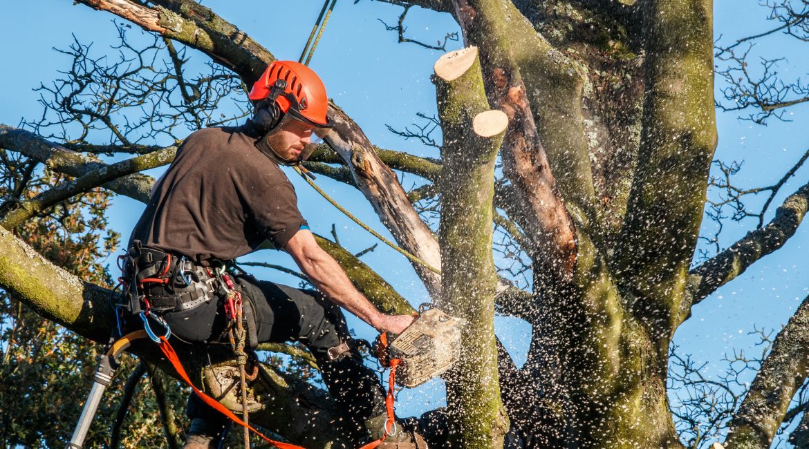 Becoming a Tree Surgeon