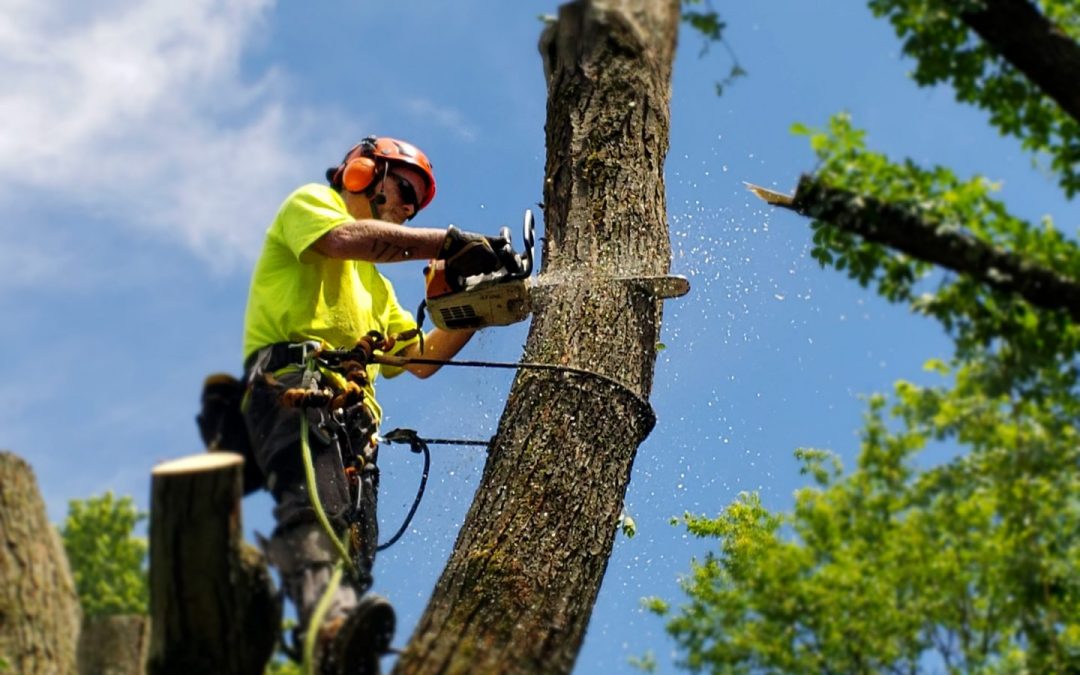 Cost of Tree Removal in North Dakota