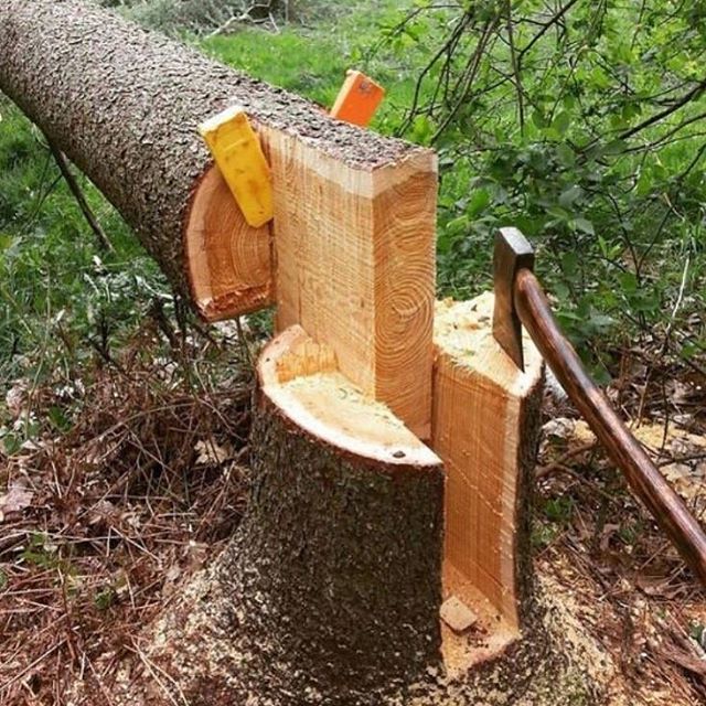 The Basics of Tree Felling