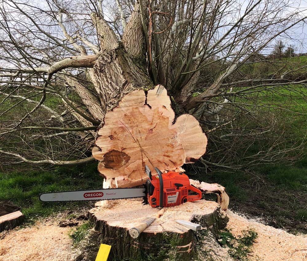 How to Become a Tree Surgeon