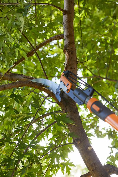 The Benefits of Tree Trimming