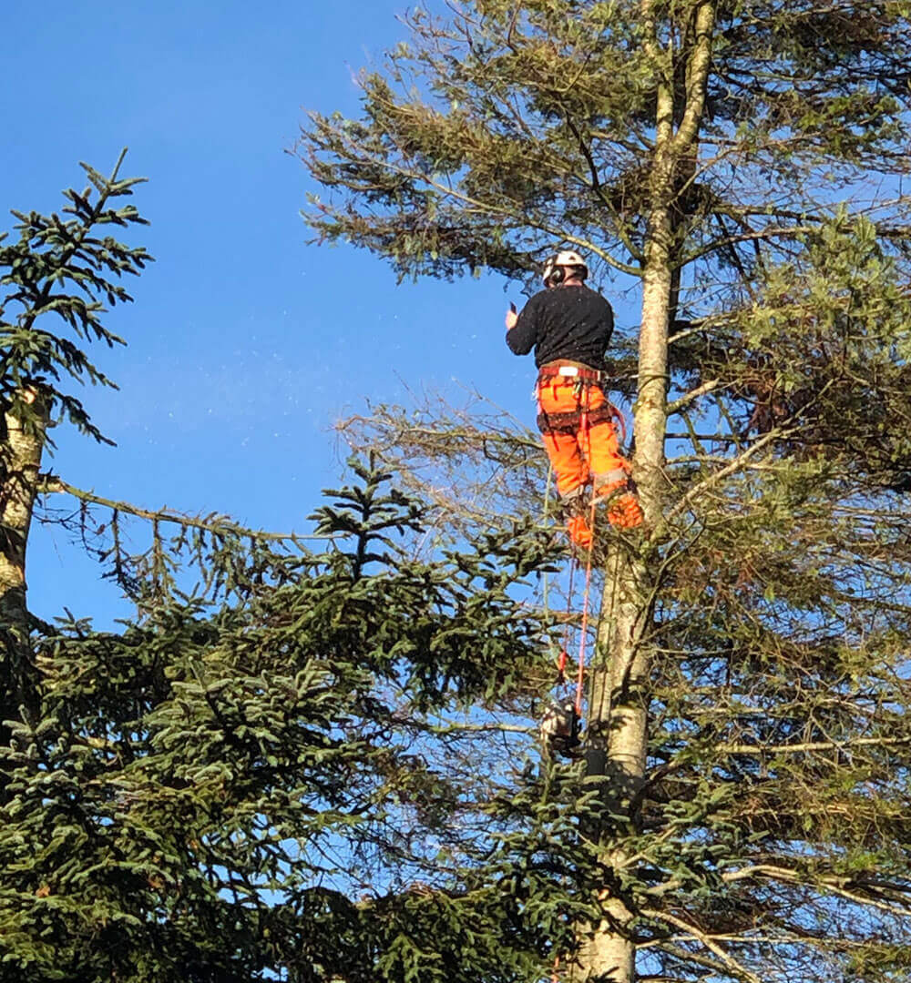 The Job of a Tree Surgeon