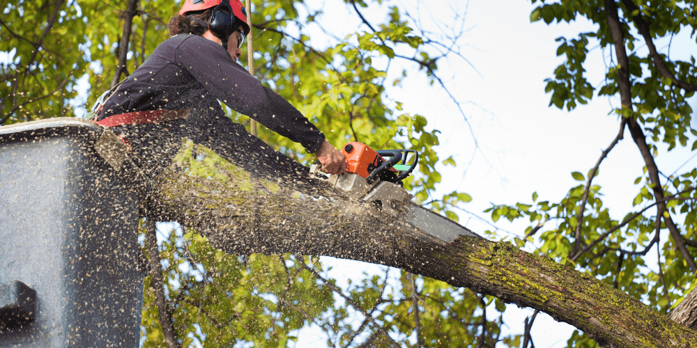 Tree Removal Experts