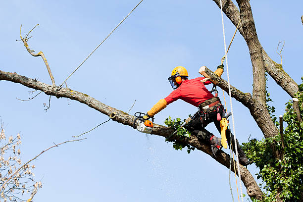 What You Should Know About a Career As a Tree Surgeon
