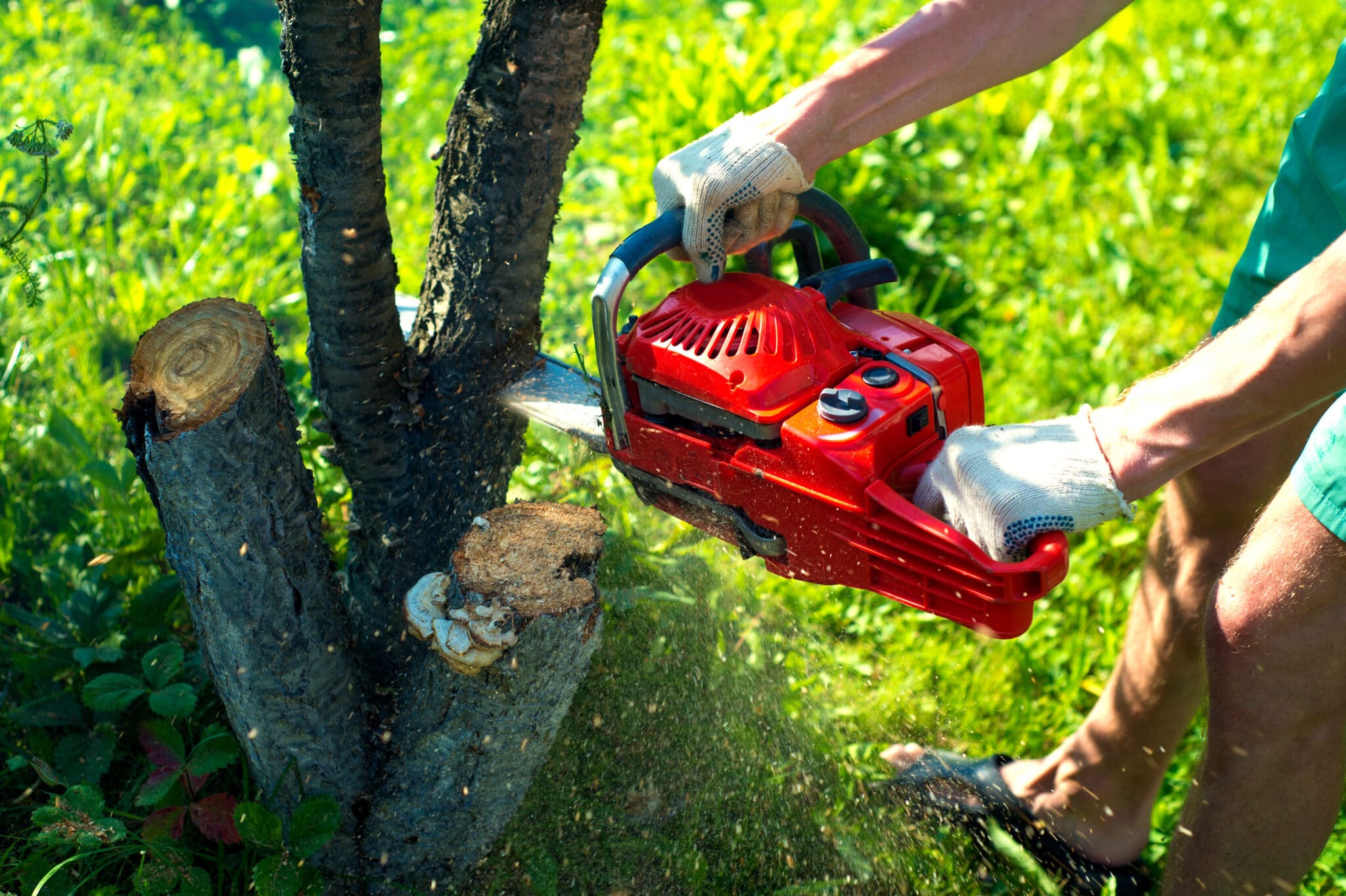 Things to Consider When Planning a Tree Removal