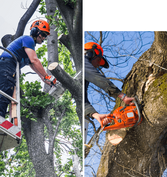 Avoid Tree Lopping