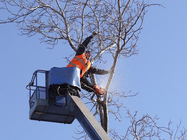 Things to Consider Before Getting a Tree Removal