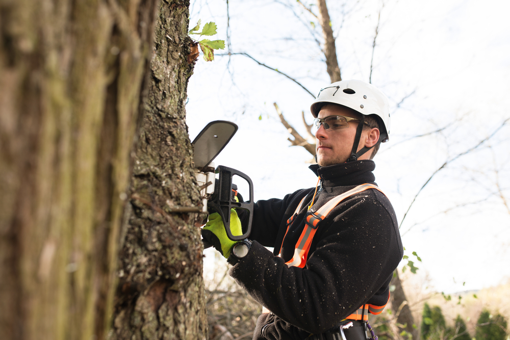 Using a Tree Lopper to Trim Your Yard