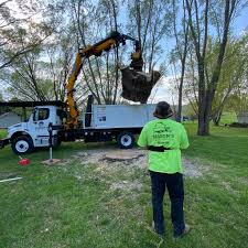 What You Need to Know About Tree Service