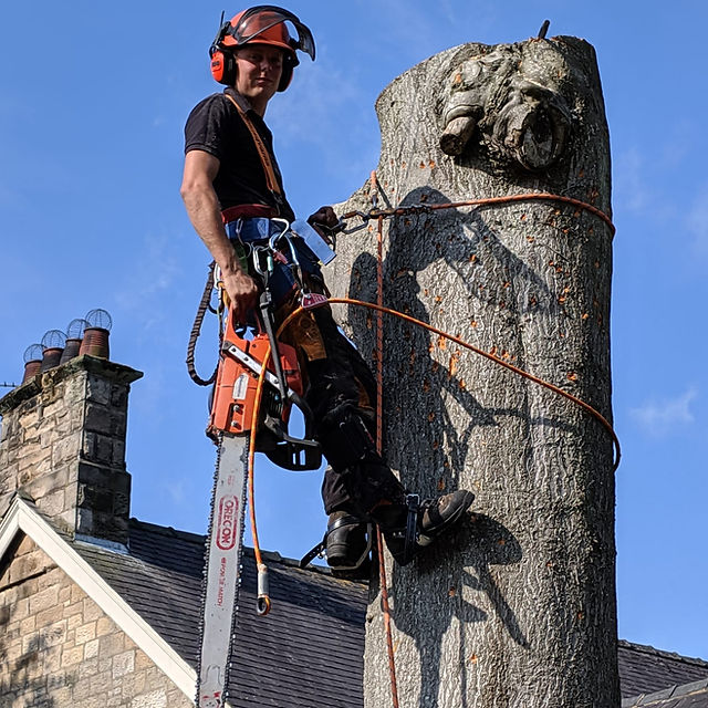 The Right Way to Prepare to Become a Tree Surgeon