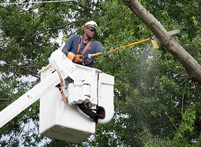 What You Need to Know About Tree Trimming