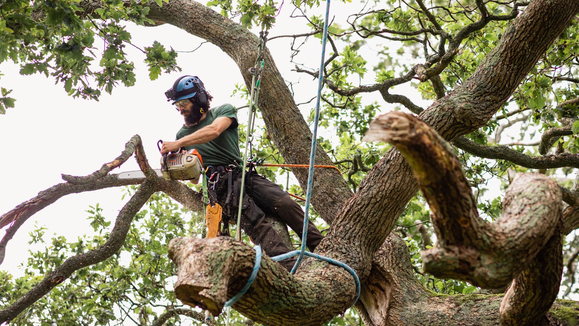 Choosing the Right Tree Lopping Service in Brisbane Southside - Tree ...